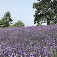 幌見峠ラベンダー園の写真・動画_image_461544
