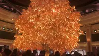 Wynn - DRAGON OF FORTUNEの写真・動画_image_461584
