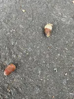 上手稲神社の写真・動画_image_461996