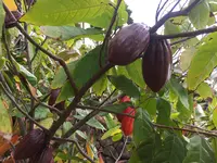 Dole Plantationの写真・動画_image_462267
