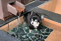 かざみどり ～ワンコにも休日を～の写真・動画_image_462581