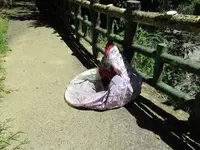 平渓火車站の写真・動画_image_462960