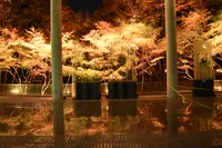 宮城県図書館の写真・動画_image_463379