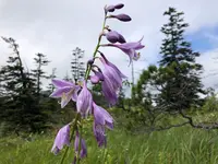 神仙沼の写真・動画_image_463585