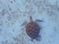 タンディーマリンの写真・動画_image_463764