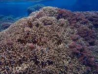 タンディーマリンの写真・動画_image_463765