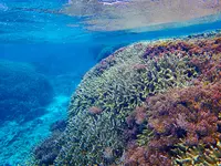 タンディーマリンの写真・動画_image_463766