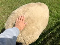 いわぬまひつじ村の写真・動画_image_464141