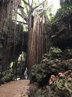 ガンガラーの谷の写真・動画_image_464562