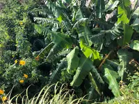 斎場御嶽の写真・動画_image_464579