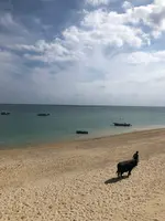 新原（みーばる）ビーチの写真・動画_image_464587