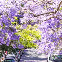 McDougall Stの写真・動画_image_464591