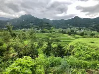 高千穂手打ち蕎麦 おたに家の写真・動画_image_465476