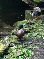 高千穂峡の写真・動画_image_465502