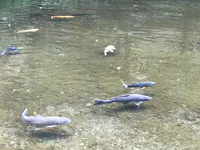 高千穂峡の写真・動画_image_465503