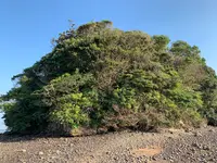 小島神社の写真・動画_image_466153