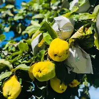 諏訪湖の写真・動画_image_467115
