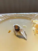鮨屋台の写真・動画_image_468934