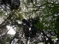 明治神宮の写真・動画_image_469231