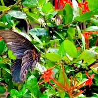 大石林山の写真・動画_image_470006