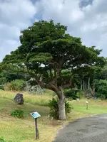 大石林山の写真・動画_image_470012
