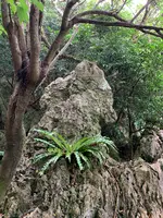 大石林山の写真・動画_image_470017