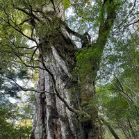 紀元杉の写真・動画_image_470049