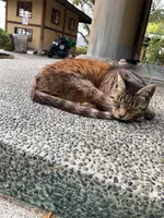 文学のこみちの写真・動画_image_470165