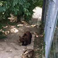 ベーレングラーベンの写真・動画_image_470206