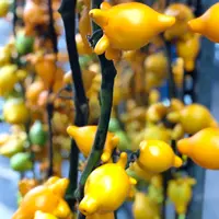 花市場の写真・動画_image_470552