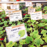 花市場の写真・動画_image_470553