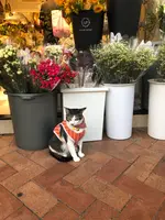 花市場の写真・動画_image_470557