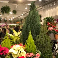 花市場の写真・動画_image_470558