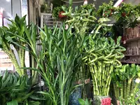 花市場の写真・動画_image_470559
