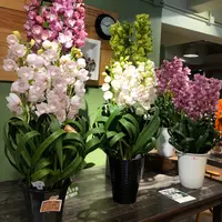 Cafe Hay Feverの写真・動画_image_470567