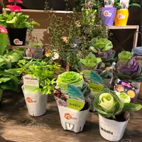 Cafe Hay Feverの写真・動画_image_470569