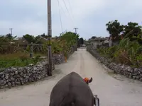 (有)竹富観光センターの写真・動画_image_470581