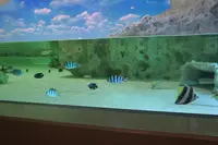 DMMかりゆし水族館の写真・動画_image_471133