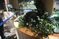 DMMかりゆし水族館の写真・動画_image_471138