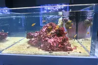 DMMかりゆし水族館の写真・動画_image_471140