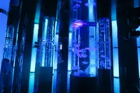 DMMかりゆし水族館の写真・動画_image_471145