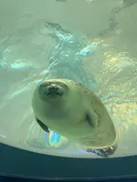 海遊館の写真・動画_image_471576