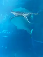 海遊館の写真・動画_image_471578