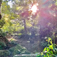 紅葉谷公園の写真・動画_image_472184