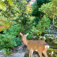 紅葉谷公園の写真・動画_image_472186