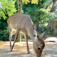 紅葉谷公園の写真・動画_image_472187