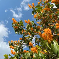 宮島（厳島）の写真・動画_image_472228