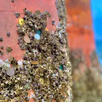 宮島（厳島）の写真・動画_image_472262