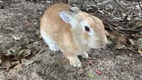 大久野島の写真・動画_image_472351