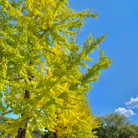 三之丸跡 堀之内公園の写真・動画_image_472542